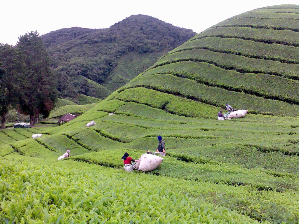 Hillview Inn Cameron Highlands Esterno foto